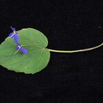 Platystemma violoides 整株植物