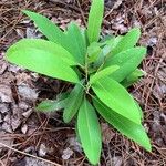 Persea borbonia Feuille