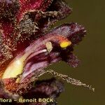 Orobanche foetida Blüte