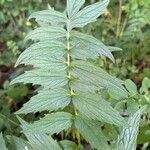 Valeriana officinalisLeaf