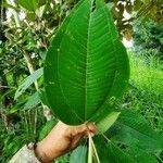 Miconia elata 葉
