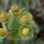 Euphorbia duvalii Kukka
