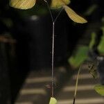 Adiantum peruvianum Levél