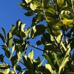 Ilex cassine Hoja