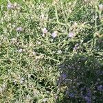 Limonium carolinianum Цветок