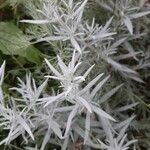 Artemisia ludoviciana 葉