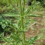 Verbena litoralis Leaf