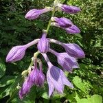 Hosta ventricosaЦветок