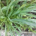 Acicarpha tribuloides Leaf