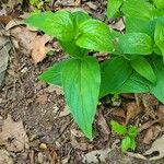 Spigelia marilandica Leaf