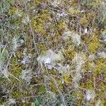 Cynosurus echinatus Fula