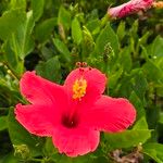 Hibiscus fragilis Květ