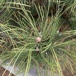 Pinus nigra Blad