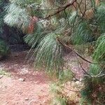 Pinus canariensis List