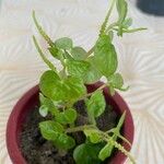 Peperomia pellucida Ліст