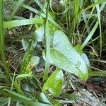 Smilax bona-nox Leaf