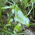 Smilax bona-nox Лист