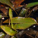 Potamogeton polygonifolius Folha