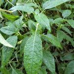 Impatiens arguta Hoja
