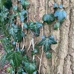 Hedera helix Leaf