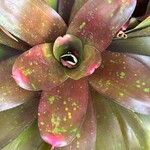 Neoregelia farinosa Fuelha