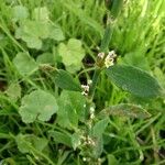 Polygonum aviculare Écorce