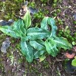 Goodyera oblongifolia Leaf