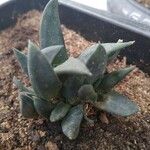 Pleiospilos compactus Hoja