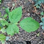 Rubus camptostachys Folha