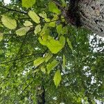 Ulmus americana Листок