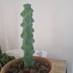 Myrtillocactus geometrizans 叶