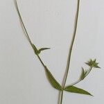 Knautia integrifolia Floare