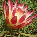 Protea caffra Flower