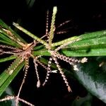 Cyperus costaricensis Otro