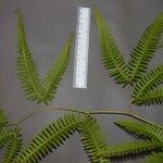 Gleichenella pectinata Otro