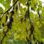 Betula maximowicziana Fruit