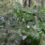 Chiococca alba Leaf