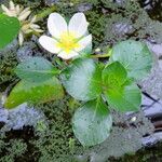 Ludwigia adscendens 葉