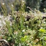 Cardamine parviflora Ovoce