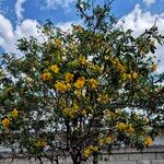 Senna multiglandulosa Flower