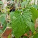 Salvia coccinea ഇല