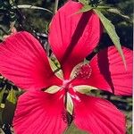 Hibiscus coccineus Flower