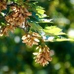 Acer tataricum Ffrwyth