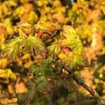 Acer opalus Лист