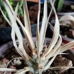 Tephrocactus articulatus 葉