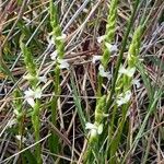 Spiranthes aestivalis Flower