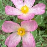 Cistus parviflorus പുഷ്പം