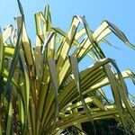 Pandanus tectorius Folha