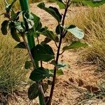 Ficus sycomorus Habitus