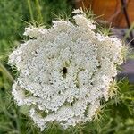 Visnaga daucoidesBlüte